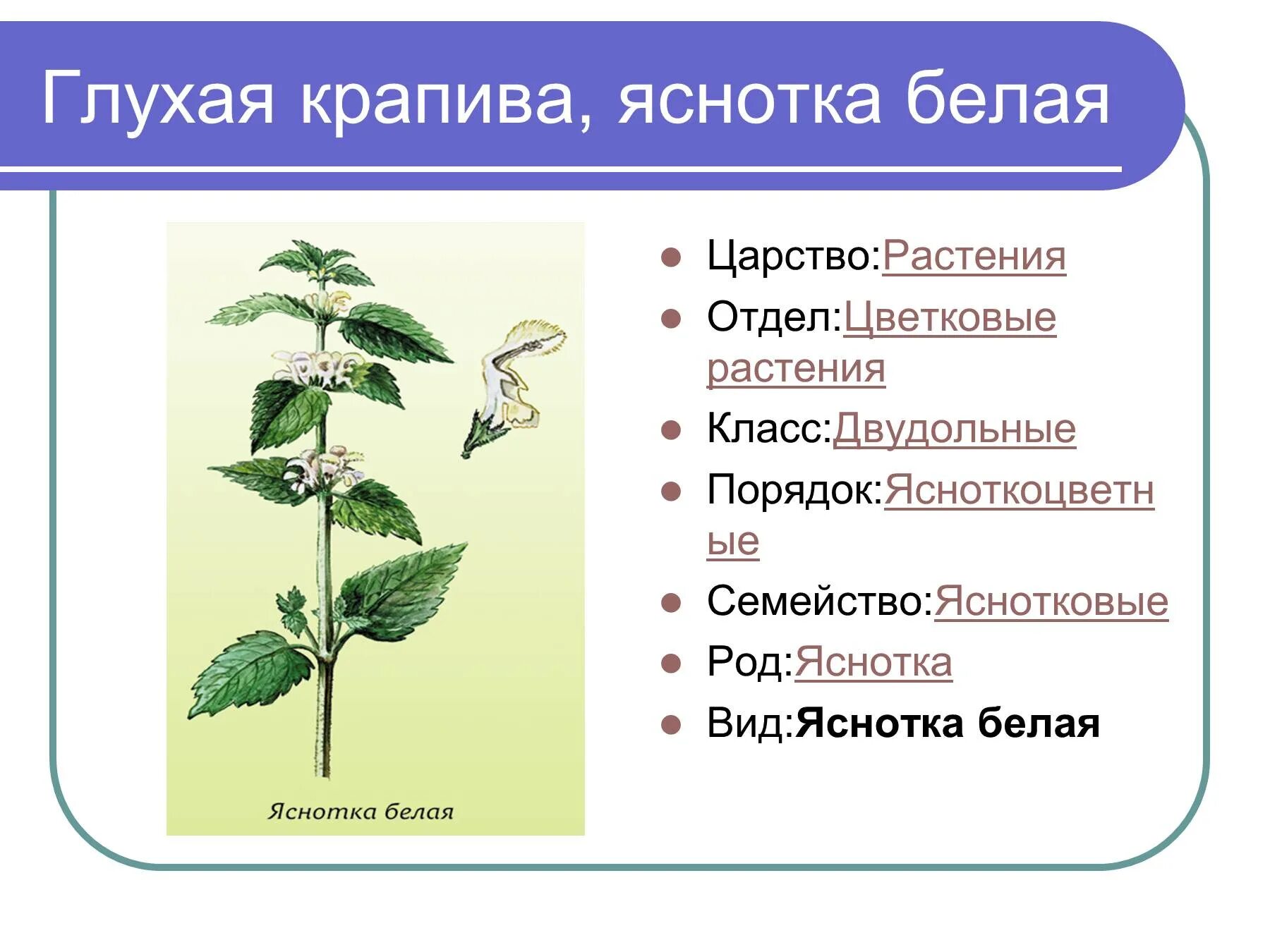 Строение яснотки. Крапива двудомная систематика. Яснотка белая систематика. Систематика растения крапива глухая. Крапива семейство