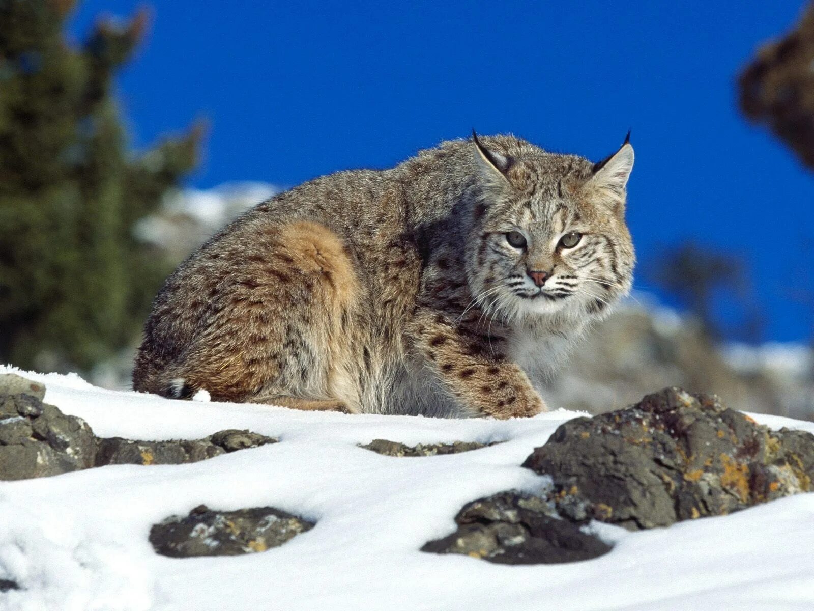 Кот живущий в горах