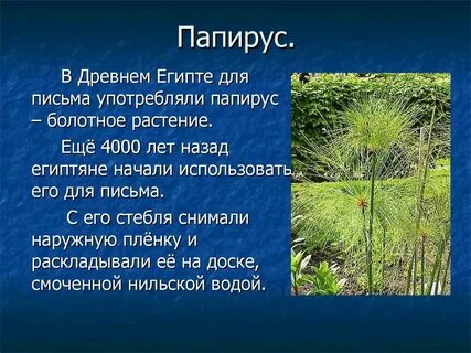 Растение произрастающее возле реки папирус использовался