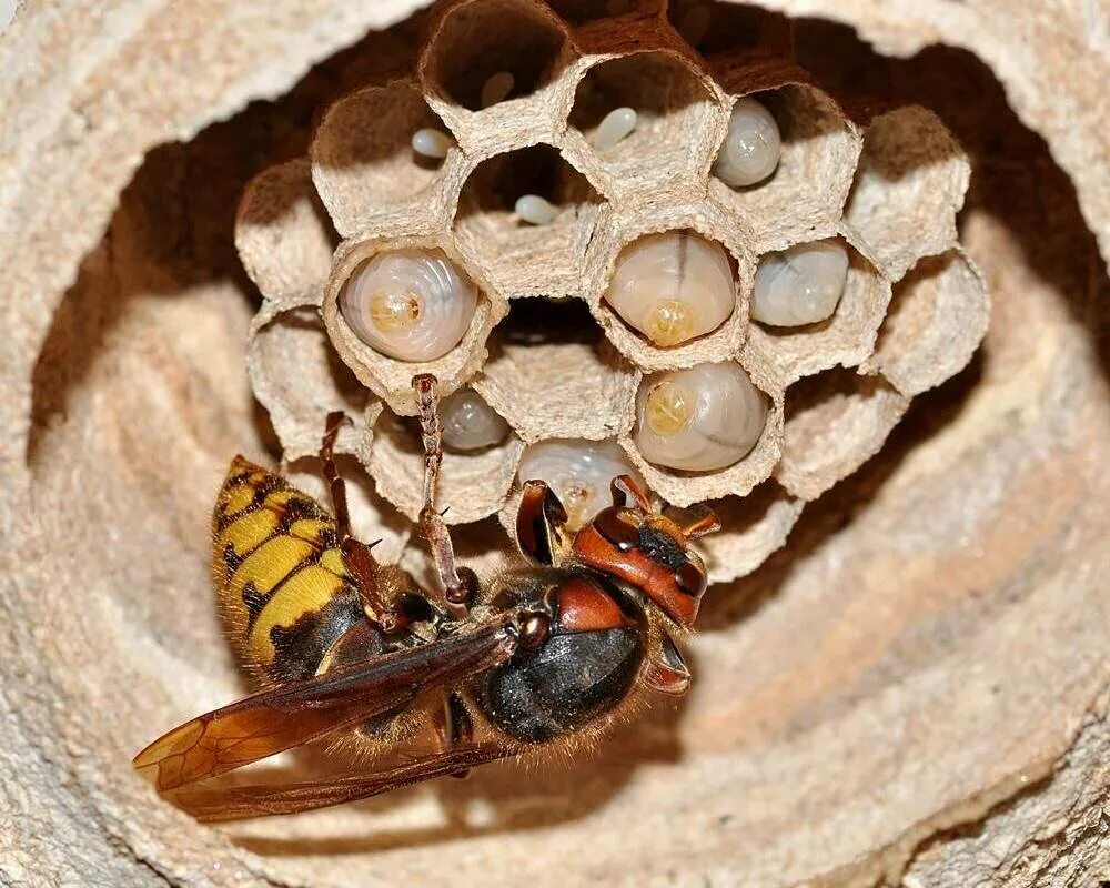 Шершень в природе. Азиатский Шершень гнездо. Vespa crabro гнездо. Гигантский азиатский Шершень гнездо. Гнездо шершней.