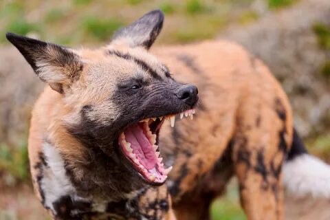К чему снятся собаки по миллеру
