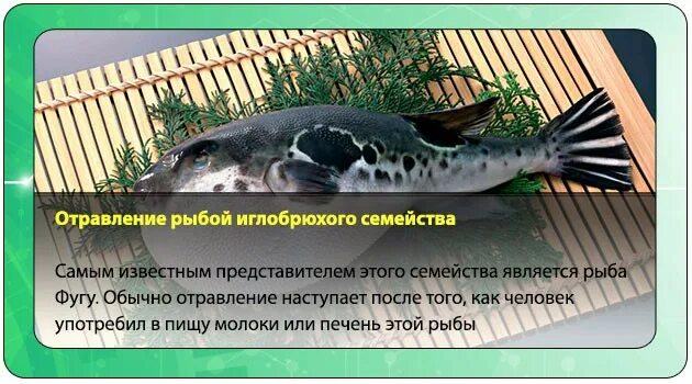 Отравление рыбой фугу как выглядит человек Фугу где яд