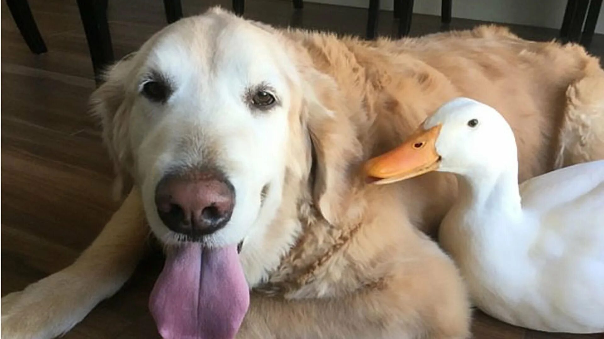 Дружба животных разных видов. Петух и собака. Разные собаки. Милые котята и утята. Цыплята и собака.