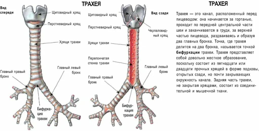 Трахея на каком уровне позвонка. Трахея коровы. задняя перепончатая часть трахеи. трахеи и лёгкие у собаки. задняя (перепончатая) стенка трахеи образована.