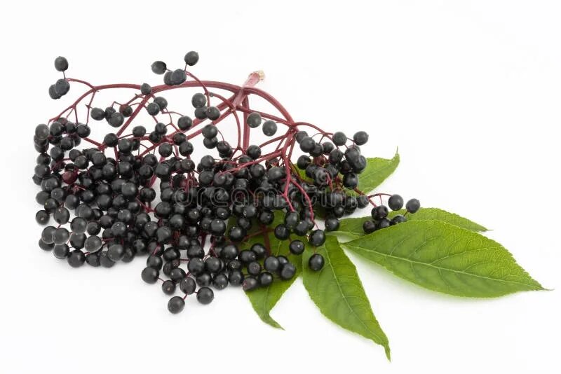 Бузина на белом фоне. Бузина. Elderberry. Бузина абхазская. Поттер бузина.