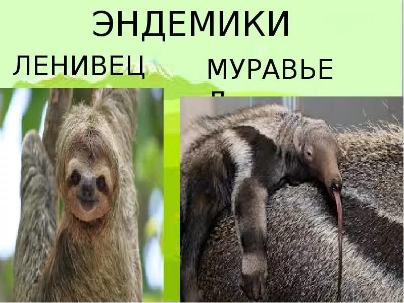 Какое растение является эндемичным для южной америки. Эндемики южной америки. муравьед и ленивец. эндемичные животные южной америки. ленивец эндемик.