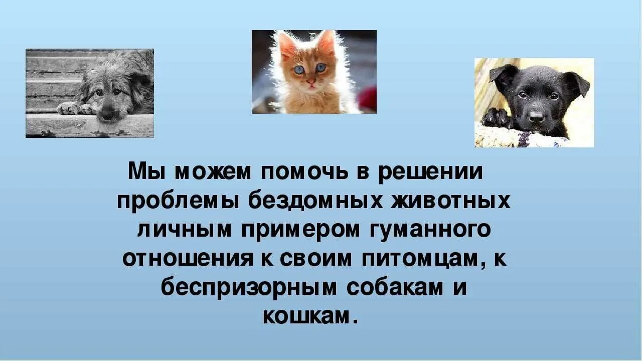 План помощи животным. Бездомные животные. Бездомные животные презентация. Проект про бездомных животных. Презентация про бездомных животных.