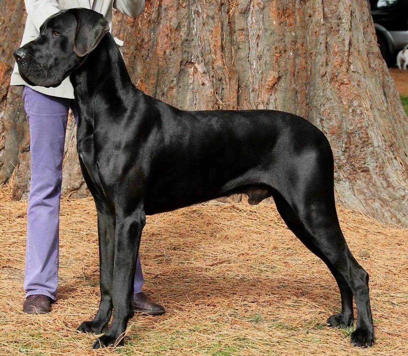 Как называется порода черной собаки. Дог Королевский чистокровный. Королевский немецкий дог. Сабана Королевский дог. Черный Королевский дог.