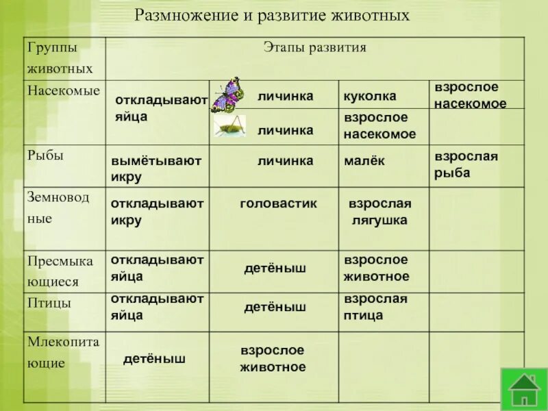 Размножение и развитие животных схема. Этапы размножения животных. Этапы развития у группы животных. Стадии развития у разных животных таблица.