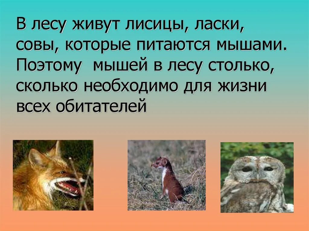 Ю. Мышь лесная полевка. Кошка с мышкой на природе. Лесная полевка. Кот рыбак.