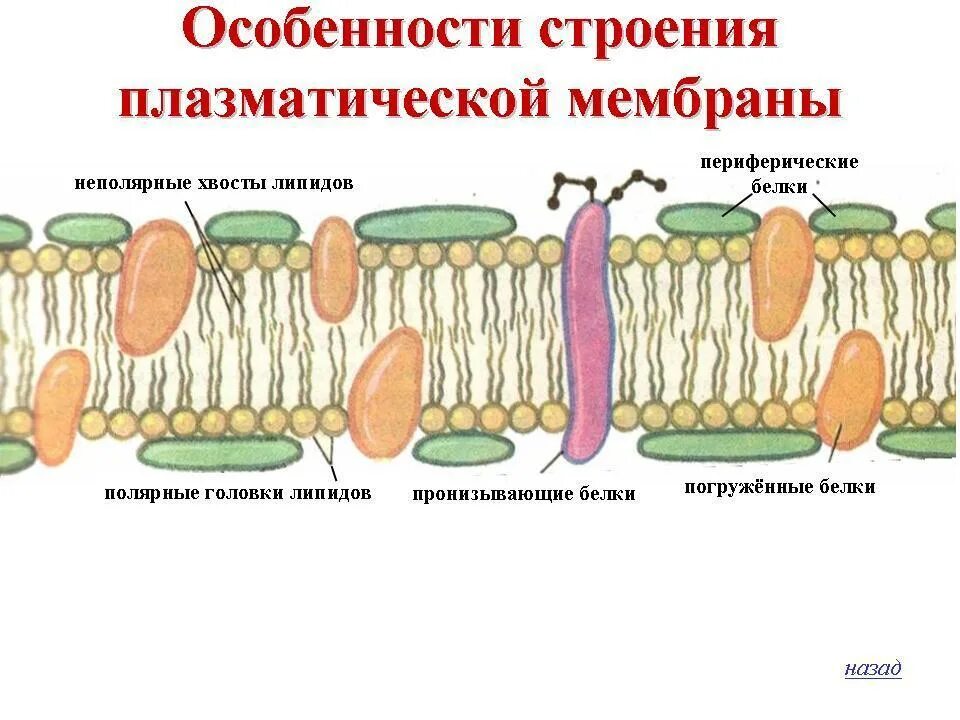 Возникновение мембраны клетки. Особенности строения плазматической мембраны. Строение плазматической мембраны клетки. Схема строения клеточной мембраны. Строение наружной плазматической мембраны.