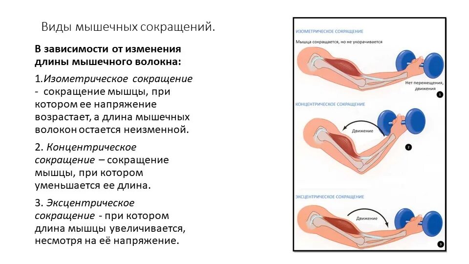 Какие движения происходят. Изотонический Тип мышечного сокращения. Ауксотоническое сокращение мышц. Типы мышечных сокращений физиология. Изометрическая фаза сокращения мышц.