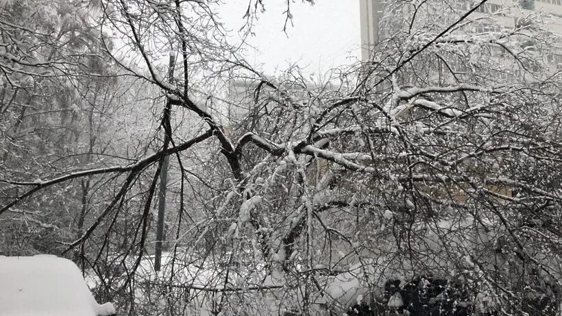 Перед снегопадом дерево. Перед снегопадом дерево