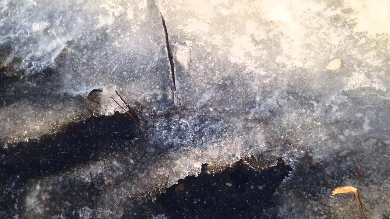 Течения подо льдом. Вода подо льдом. черепахи подо льдом. форель из подо льда.