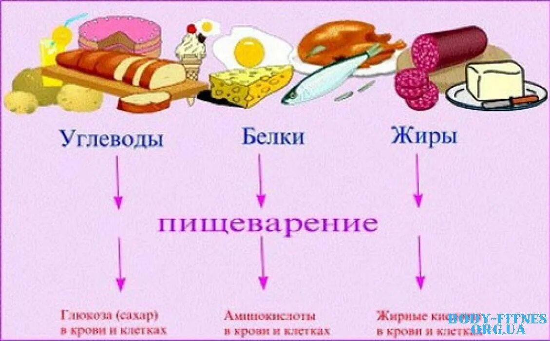 Обмен веществ белки жиры углеводы. Основные пищевые вещества белки жиры углеводы. обмен веществ схема белки жиры углеводы. обмен веществ в организме человека белки жиры углеводы основной. структура питания белки жиры углеводы.