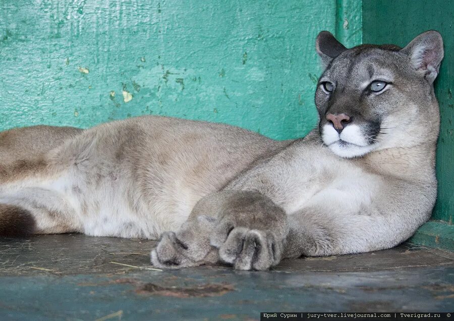 костромской зоопарк кострома. зоопарк кострома. зоопарк зоокомплекс «три медведя». югорский зверинец. югорский зверинец.