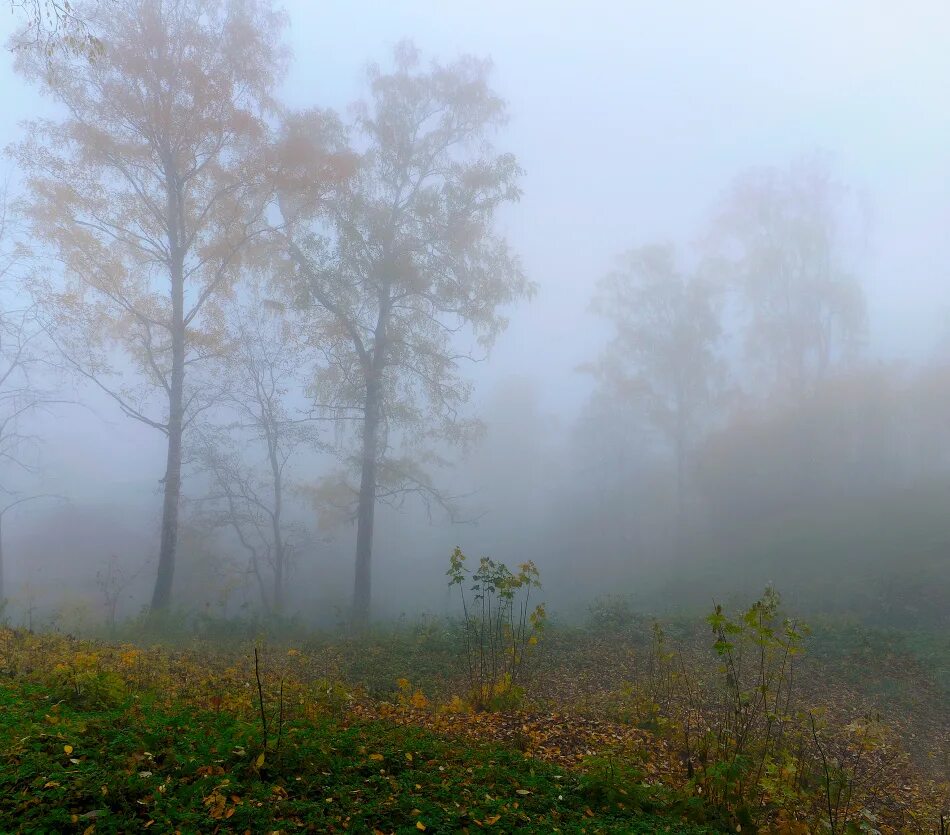 Картинки туманов. Пасмурное утро. Осенняя морось туман. Осень дождь туман. Туманный дождь.