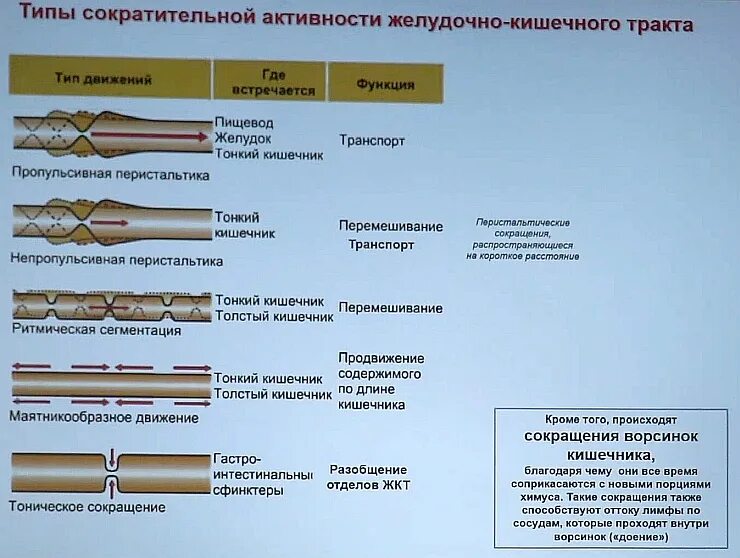 Волнообразные сокращения стенки