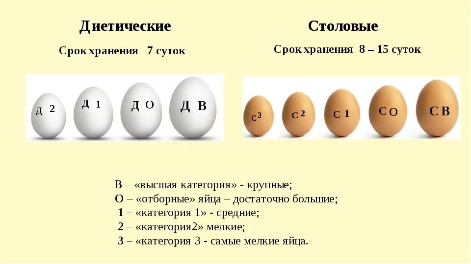 Что означает найденное яйцо. Функция и строение скорлупы куриного яйца. Что означает найденное яйцо. Разновидность птичьих яиц. Что означает найденное яйцо.