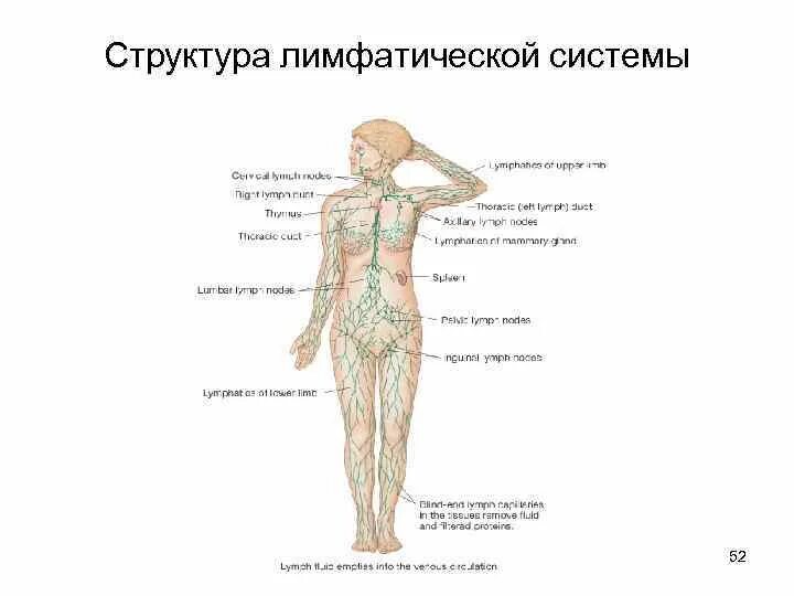 Лимфоузлы на теле женщины схема. Структура лимфатической системы схема. Лимфатическая система человека: общий план строения и функции. Схема строения лимфатической системы пропущенные компоненты. Схема строения лимфоидной системы человека.