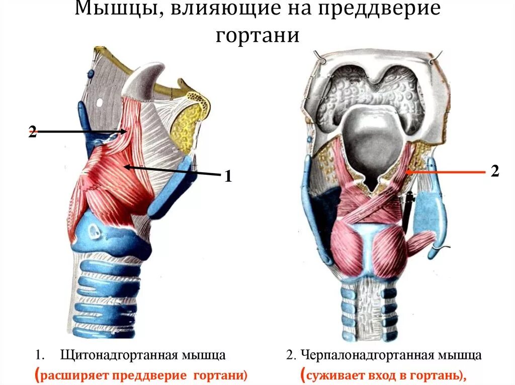 Черпалонадгортанная складка анатомия гортани. Мышцы гортани вид сбоку. Мышцы гортани Неттер. Задняя перстнечерпаловидная мышца гортани.