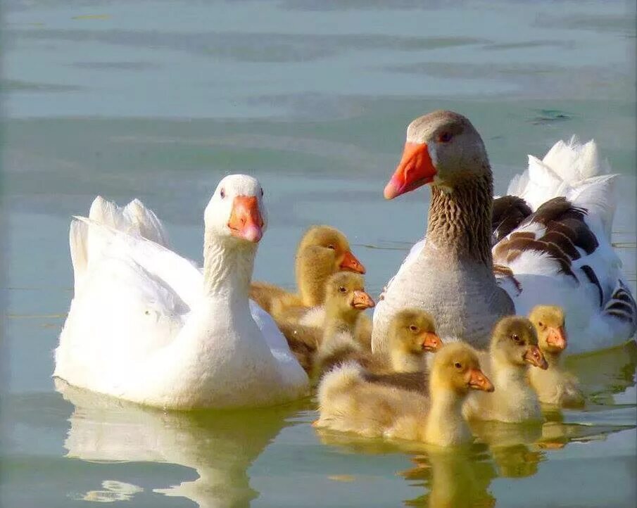 Домашние птицы. Маленький Гусь. Семья гусей. Гусь с гусятами.