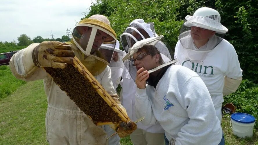 Наука изучающая пчел