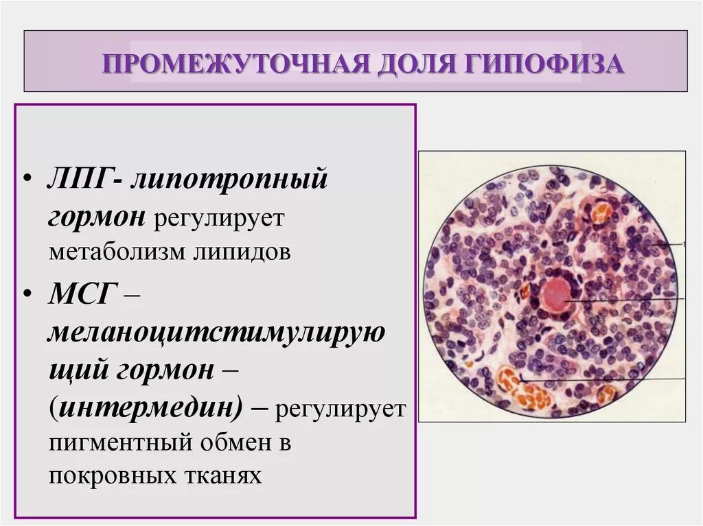 Гипофиз ткань. Функции промежуточной доли гипофиза. Гормоны промежуточной доли гипофиза.