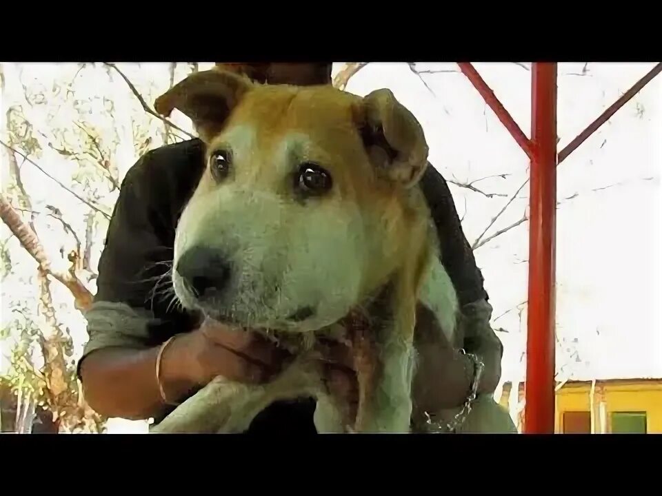 Энималс спасение животных с дач. Энималс спасение животных с дач