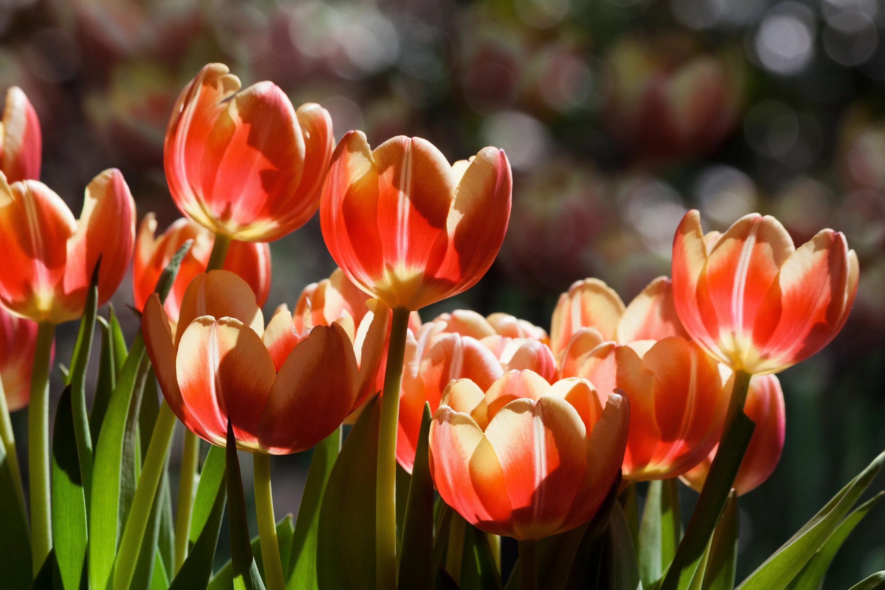 Будут ли цвести тюльпаны весной. Самые красивые тюльпаны в мире фото. Тюлюпан. Палитра цветовая весенние тюльпаны. Весенние цветы картинки с названиями тюльпан.
