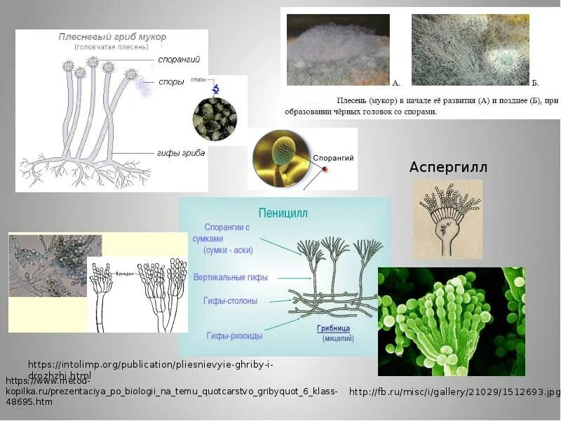 Рассмотрите изображение шести организмов пеницилл мукор. Плесневые грибы строение аспергилл. Аспергилл и мукор. Грибы рода мукор. Плесневый гриб аспергилл.