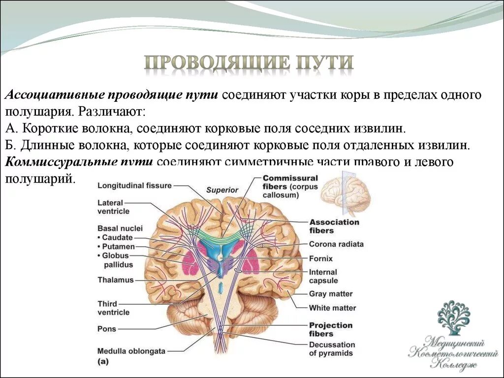 Полушария соединяет между собой. Проводящие пути ЦНС ассоциативные комиссуральные. Проводящие пути ассоциативные комиссуральные проекционные. Ассоциативные проводящие пути коры мозга соединяют. Ассоциативные пути головного мозга таблица.