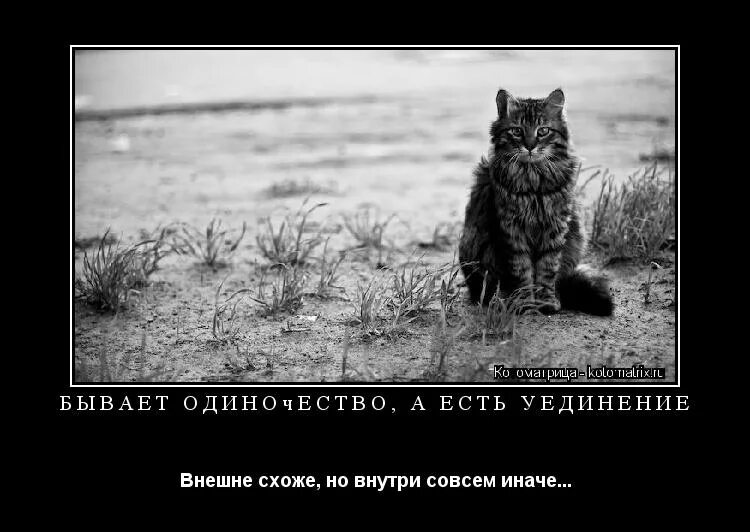 Не цепляйтесь за прошлое картинки. Плохо быть одиноким. Собака белка. Цепляться за прошлое. На самом деле мем.