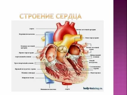 Анатомия сердца отзывы