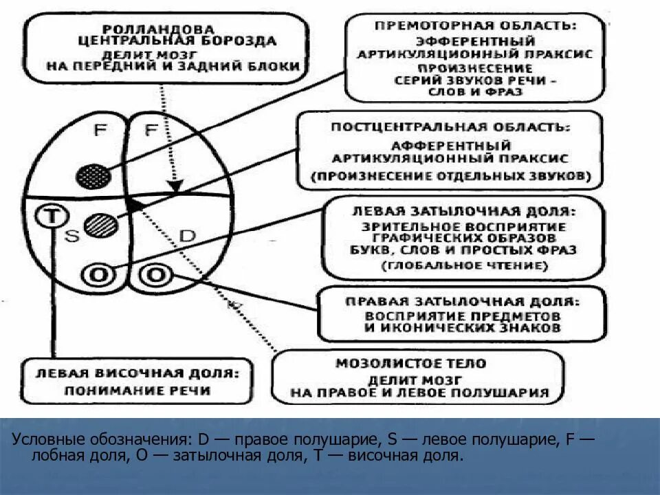 Локализация высших психических функций схема. Теория динамической локализации ВПФ. Концепция динамической локализации функций. Системная локализация высших психических функций.