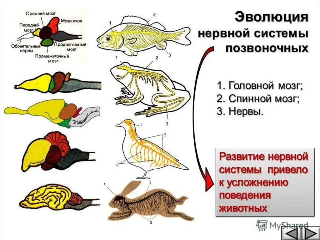 Какой вид имеет нервная система хордовых. Эволюция нервной системы позвоночных животных таблица. Эволюция нервная система позвоночных 7 класса. Эволюция нервной системы беспозвоночных таблица. Эволюция нервной системы у животных таблица.