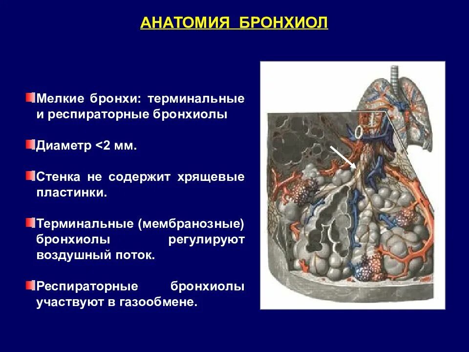 Терминальные бронхиолы. Терминальные бронхиолы строение. респираторные бронхиолы. терминальные и респираторные бронхиолы. что характерно для терминального бронха.