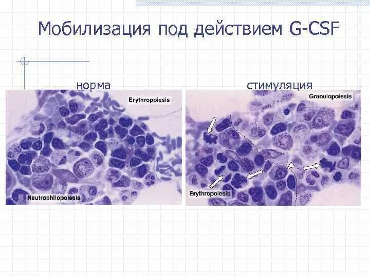 Дифференцированы по строению