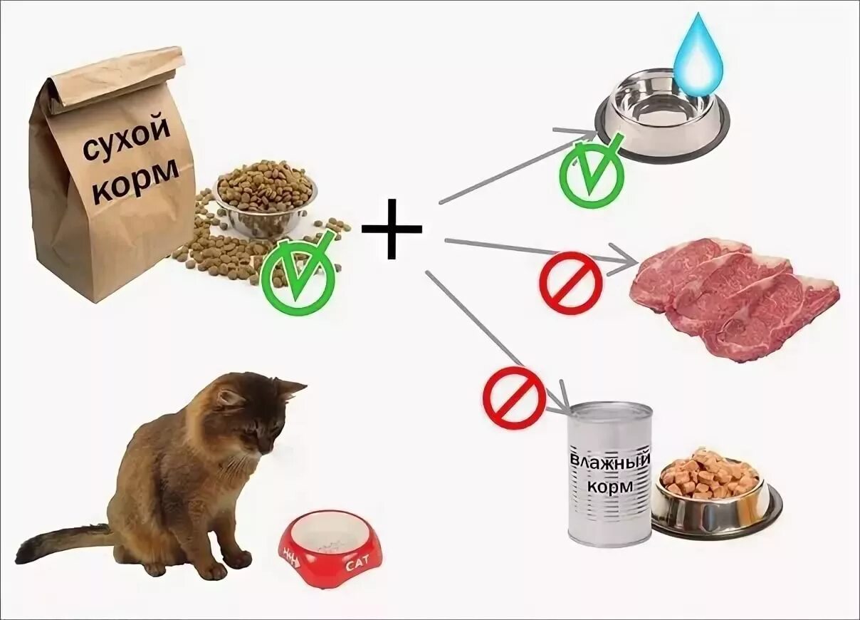 Порция для кота. Продукты питания для кошки. Корм для домашних кошек. Натуральное питание для котят. Рацион котенка на натуральном питании.