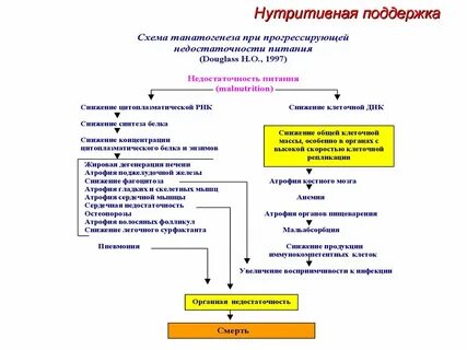 Алгоритм выбора нутритивной поддержки профилактики
