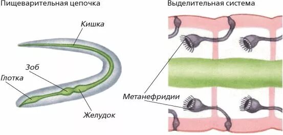Тип кольчатые черви выделительная система. Выделительная система кольчатых червей 7 класс. кольчатые черви строение выделительная система. кольчатые черви метанефридии. метанефридии кольчатых.
