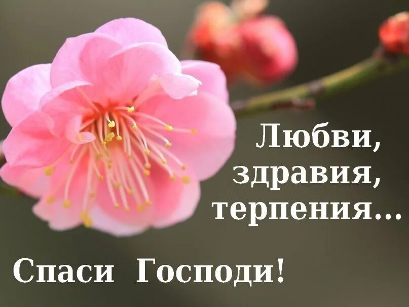 Многие лета 5. Многая и благая лета. православные пожелания. многое лета поздравление. многая лета поздравление.