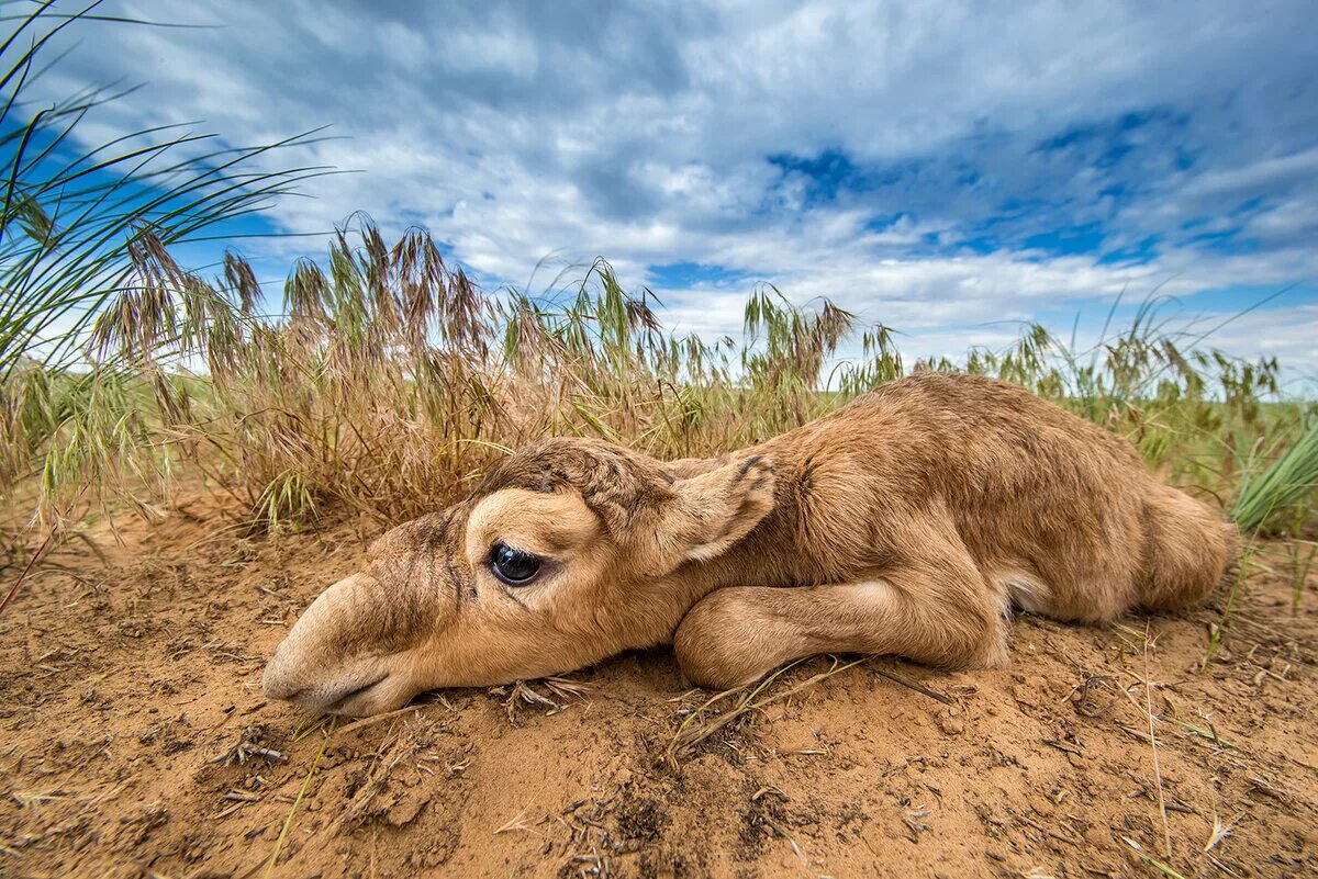 Дикая природа золотая черепаха. Медведь береговой. Дикая природа золотая черепаха. Золотая черепаха лучшие фото. Дикая природа золотая черепаха.