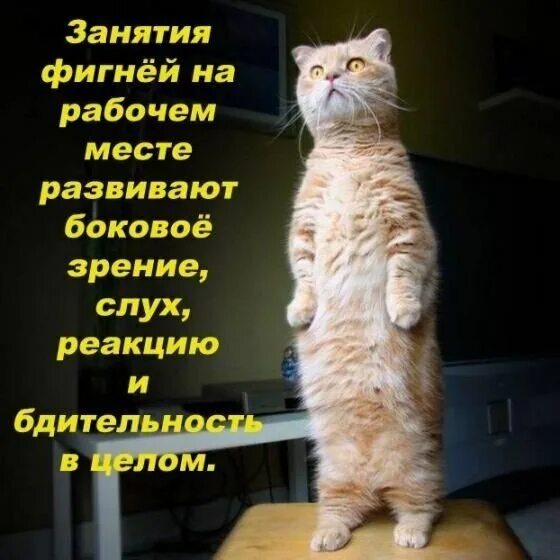 Как делать фигню