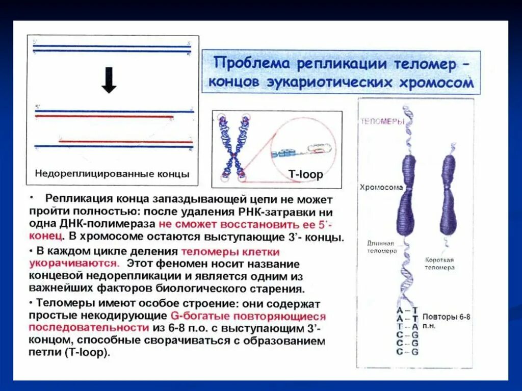 Обеспечение равномерного распределения хромосом. Репликация концевых участков хромосом. строение хромосомы после репликации днк. теломераза механизм репликации концов линейных хромосом. репликация теломерных участков днк эукариот.