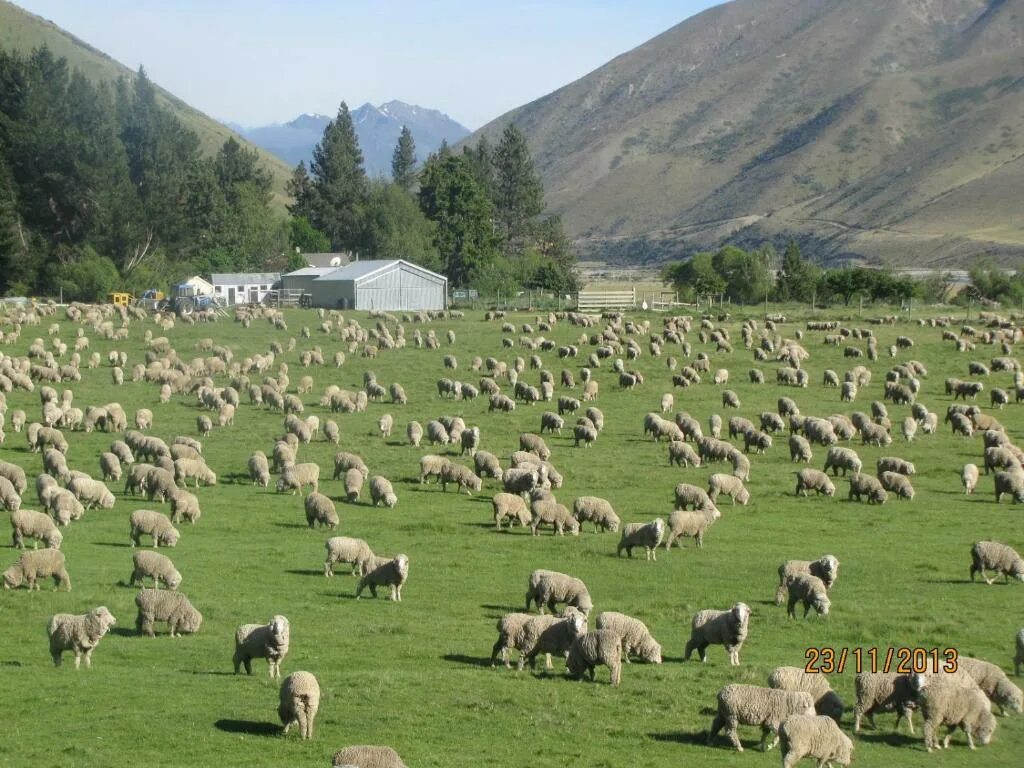 Пасет город. Новая Зеландия овцеводство. Новозеландия овцы. Новая Зеландия овечки. Ферма овец в новой Зеландии.