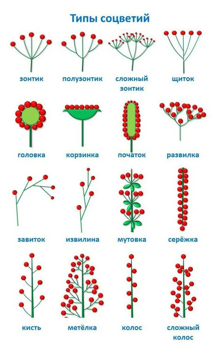 Схема типов соцветий. Типы соцветия растений. Сложный щиток соцветие схема. Типы соцветий схема растения. Какое из перечисленных соцветий относят к сложным