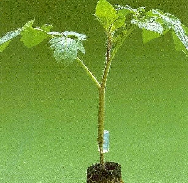 Подвой максифорт. Подвой для томатов. Подвой максифорт. Томат максифорт подвой+клипса 5шт нс. Максифорт f1.