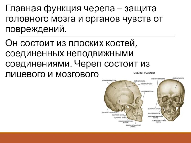 Скелет головы особенности строения. Скелет головы отделы кости мозгового черепа. Характеристика костей черепа мозговой отдел. Строение черепа и функции мозговой лицевой отдел. Череп анатомия строение функции.