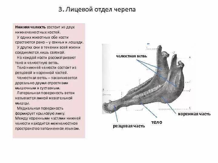 Анатомия животных кости нижней челюсти. Нижняя челюсть лошади анатомия. Лицевой отдел черепа анатомия кости животных. Строение нижней челюсти лошади.